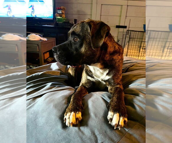 Medium Photo #2 Boxer Puppy For Sale in Austin, TX, USA