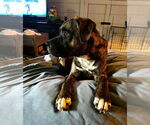 Small #1 Boxer
