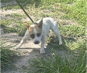 Chihuahua Dogs for adoption in Palmetto, FL, USA