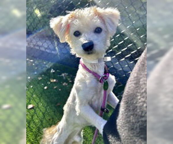 Medium Photo #2  Puppy For Sale in , 