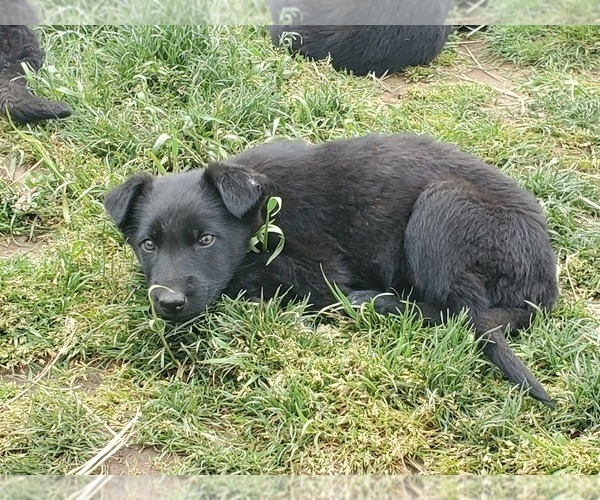 Medium Photo #4 German Shepherd Dog Puppy For Sale in GASTON, OR, USA