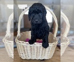 Small Photo #10 Goldendoodle Puppy For Sale in LOGAN, UT, USA