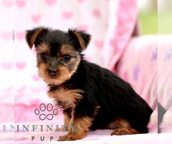 Medium Photo #2 Yorkshire Terrier Puppy For Sale in RONKS, PA, USA