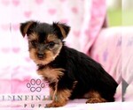 Small #1 Yorkshire Terrier