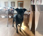 Small #13 Labrador Retriever Mix