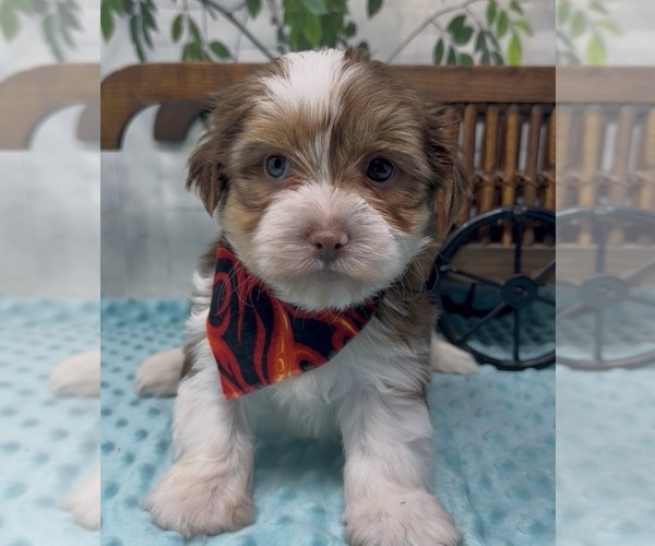 Medium Photo #13 Shorkie Tzu Puppy For Sale in SELLERSBURG, IN, USA