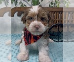 Small Photo #13 Shorkie Tzu Puppy For Sale in SELLERSBURG, IN, USA