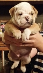 English Bulldogge Puppy for sale in HONDO, TX, USA