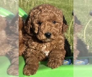 Goldendoodle (Miniature) Puppy for sale in HULL, IA, USA