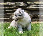 Small #2 Australian Shepherd