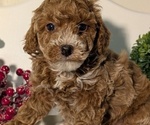 Small #4 Poodle (Miniature)