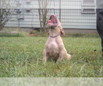 Small Photo #3 American Pit Bull Terrier Puppy For Sale in POPLAR BLUFF, MO, USA