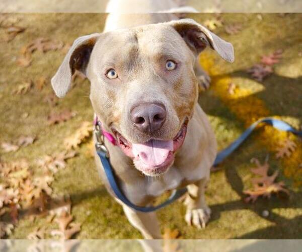 Medium Photo #2 American Bulldog Puppy For Sale in Tallahassee, FL, USA