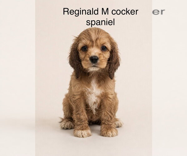 Medium Photo #1 Cocker Spaniel Puppy For Sale in Studio City, CA, USA