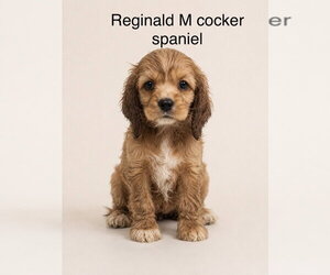 Cocker Spaniel Dogs for adoption in Studio City, CA, USA