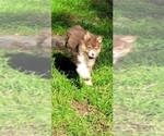 Small #3 Australian Shepherd