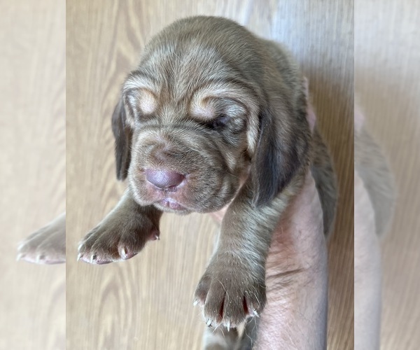 Medium Photo #6 Bloodhound Puppy For Sale in FORT MORGAN, CO, USA