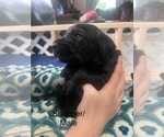Puppy Purple Snapper Labrador Retriever