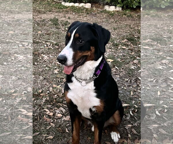 Medium Photo #4 Bernese Mountain Dog Puppy For Sale in Valrico, FL, USA