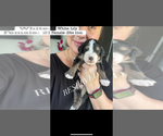 Small Photo #48 Bernedoodle Puppy For Sale in BELMONT, NC, USA