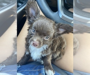 Chihuahua Puppy for sale in CASTLE HAYNE, NC, USA