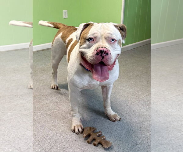 Medium Photo #2 American Bulldog Puppy For Sale in Spring Lake, NJ, USA