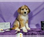 Small Photo #35 Bernedoodle-Poodle (Toy) Mix Puppy For Sale in BLACK FOREST, CO, USA