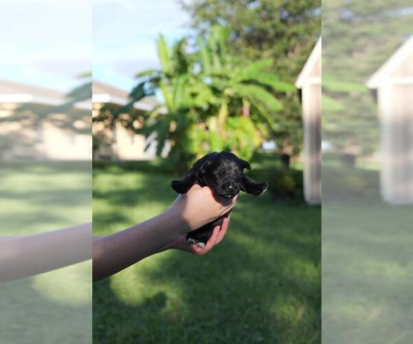 Medium Photo #2 Schnauzer (Miniature) Puppy For Sale in LEHIGH ACRES, FL, USA