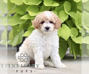 Poodle (Miniature) Puppy for sale in HONEY BROOK, PA, USA