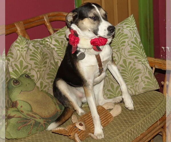 Medium Photo #5 Mutt Puppy For Sale in Doylestown, PA, USA