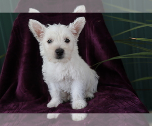 West Highland White Terrier Puppy for sale in SHILOH, OH, USA