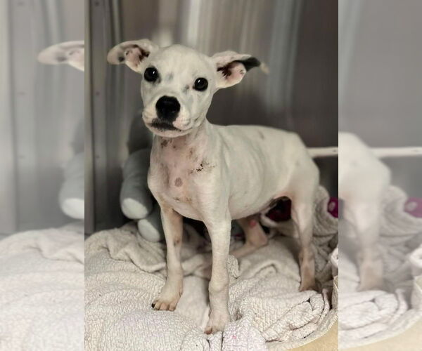 Medium Photo #4 Boston Terrier-Unknown Mix Puppy For Sale in New York, NY, USA