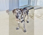 Small #2 Catahoula Leopard Dog Mix