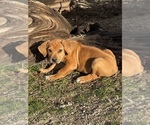 Small Photo #49 Rhodesian Ridgeback Puppy For Sale in MORONGO VALLEY, CA, USA