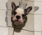 Small Photo #1 French Bulldog Puppy For Sale in MARLBOROUGH, MA, USA