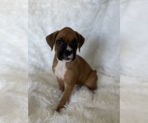Boxer Puppy for sale in BURLINGTON, KY, USA