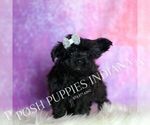 Small #3 Yorkipoo