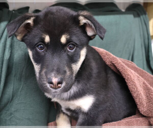 Medium Photo #16 Shepradors Puppy For Sale in Princeton, MN, USA