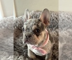 Small Photo #3 French Bulldog Puppy For Sale in GILBERT, AZ, USA