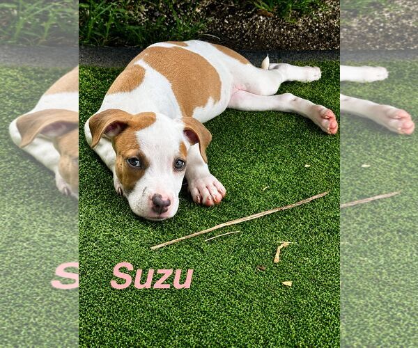 Medium Photo #1 American Staffordshire Terrier-Unknown Mix Puppy For Sale in Jefferson, NJ, USA
