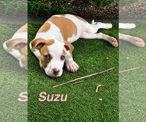 American Staffordshire Terrier-Unknown Mix Dogs for adoption in Jefferson, NJ, USA