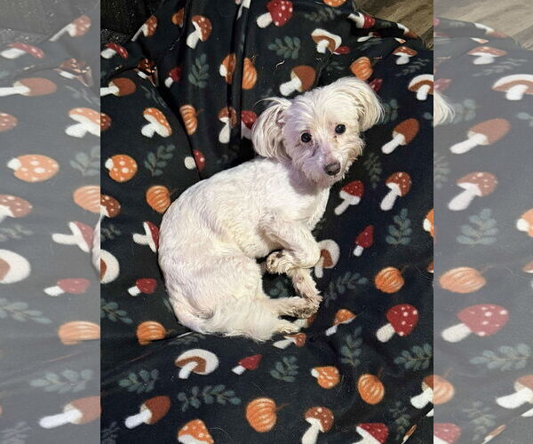 Medium Photo #1 Havanese-Unknown Mix Puppy For Sale in Westwood, NJ, USA