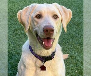 Labrador Retriever Dogs for adoption in San Diego, CA, USA