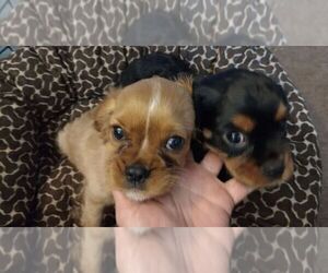 Cavalier King Charles Spaniel Puppy for sale in EAST PROVIDENCE, RI, USA