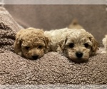 Small Photo #8 Maltipoo Puppy For Sale in PORTERVILLE, CA, USA