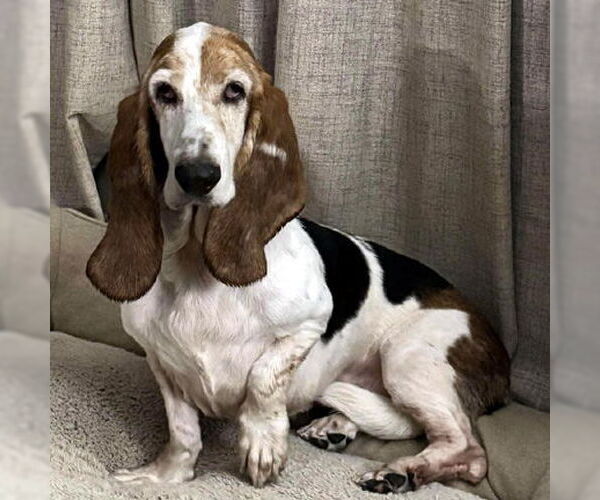 Medium Photo #6 Basset Hound Puppy For Sale in Deepwater, NJ, USA