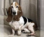 Small Photo #6 Basset Hound Puppy For Sale in Deepwater, NJ, USA