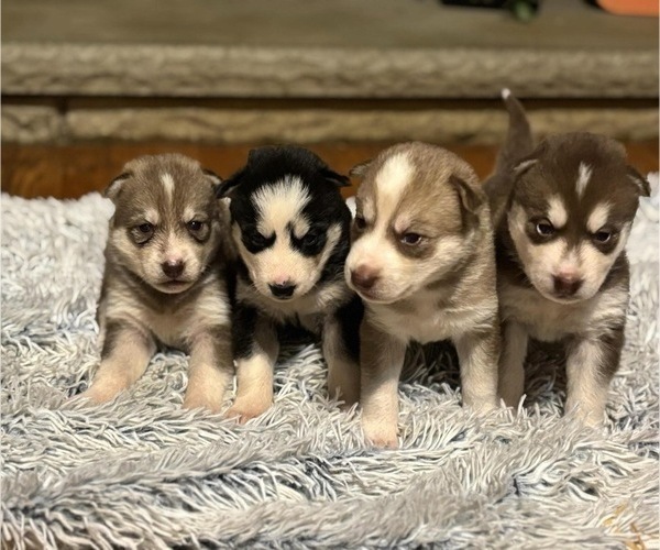 Medium Photo #7 Siberian Husky Puppy For Sale in WORTHINGTON, KY, USA