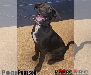 Labrador Retriever-Unknown Mix Dogs for adoption in Maryville, TN, USA