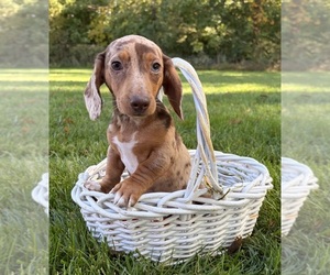 Dachshund Puppy for sale in MIDDLEBURY, IN, USA